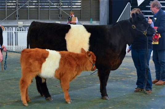 Pine Gully Jess and Lord Lockhart