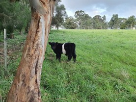 Pine-Gully-Park-belted-galloways-calf2.jpg