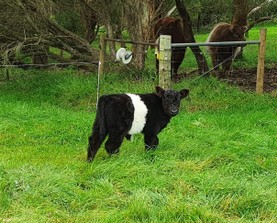 Pine-Gully-Park-belted-galloways-calf.jpg