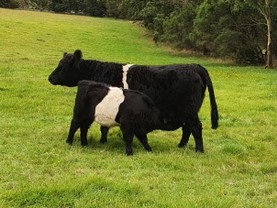 Pine-Gully-Park-belted-galloways-feeding-time.jpg