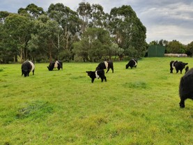 Pine-Gully-Park-belted-galloways-grazing2.jpg