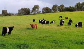 Pine-Gully-Park-belted-galloways-grazing3.jpg