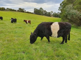 Pine-Gully-Park-belted-galloways-grazing.jpg