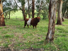 Pine-Gully-Park-belted-galloways-red-bull.jpg
