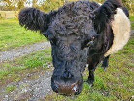 Pine-Gully-Park-belted-galloways-watching-you.jpg