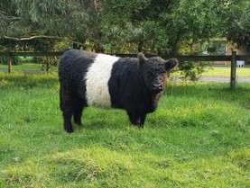 pine-gully-black-belted-heifer.jpg